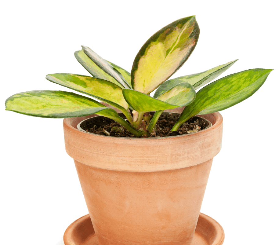 Plant